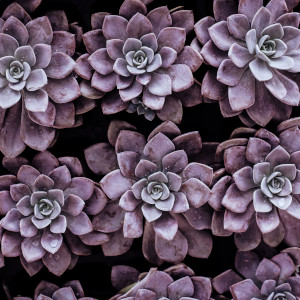 Cactus Rock Garden